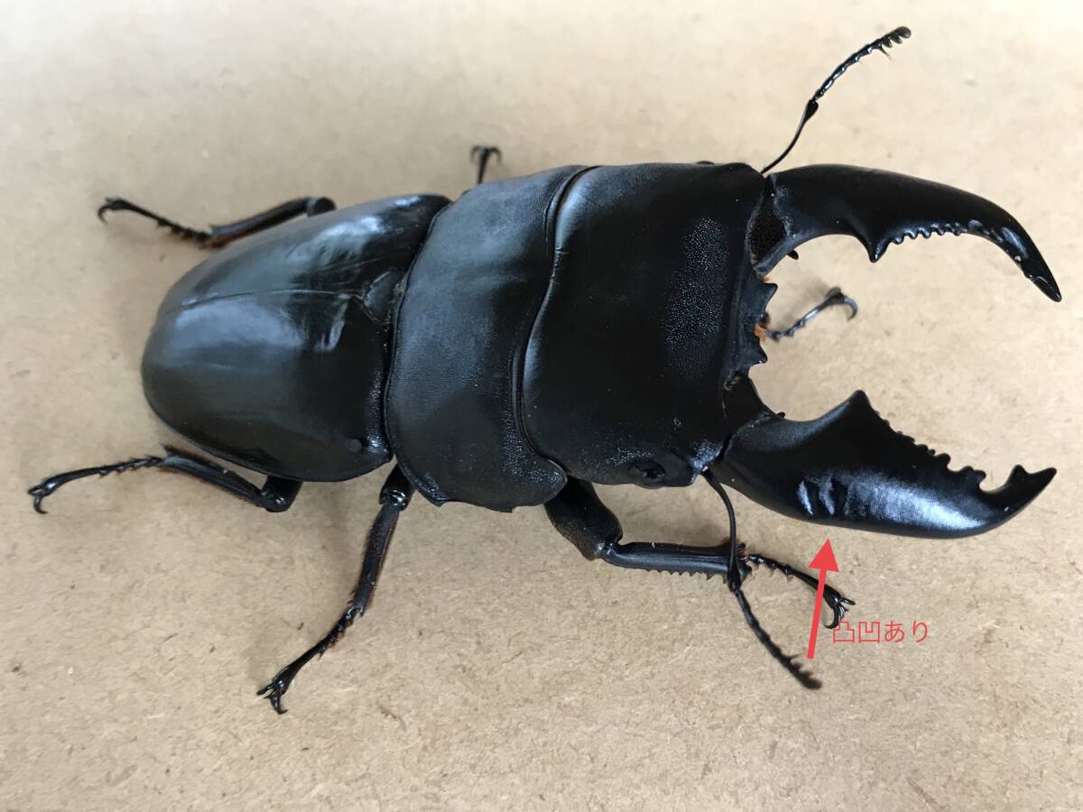 【旧DORUKUSU養殖センター】ぴあ　スマトラオオヒラタ♂100,6㎜×♀50㎜_3