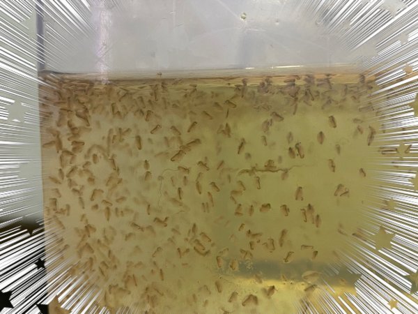 オオミジンコ（ダフニアマグナ）480匹 送料込 メダカ・金魚・ベタ等の餌に最適!!_1