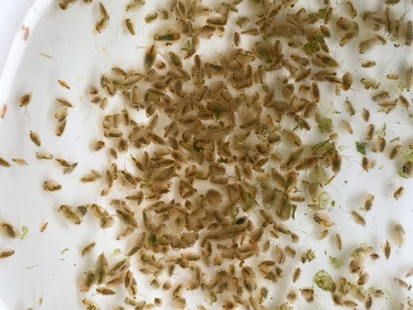 オオミジンコ（ダフニアマグナ）480匹 送料込 メダカ・金魚・ベタ等の餌に最適!!_2