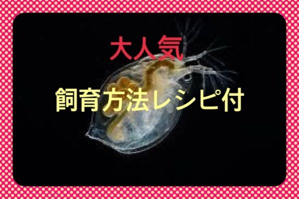 オオミジンコ（ダフニアマグナ）480匹 送料込 メダカ・金魚・ベタ等の餌に最適!!_3