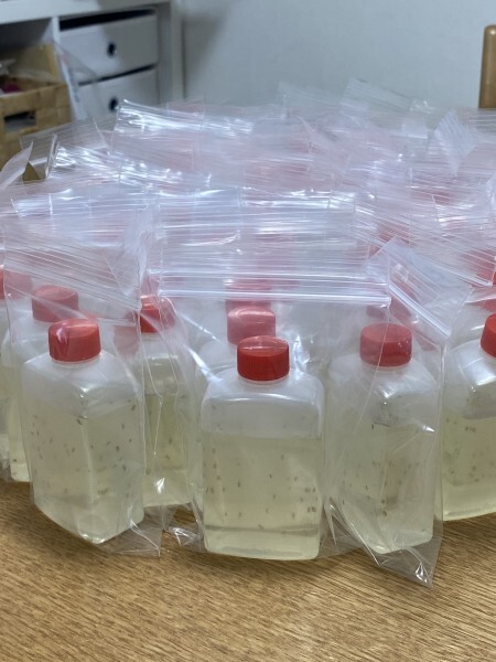 オオミジンコ（ダフニアマグナ）480匹 送料込 メダカ・金魚・ベタ等の餌に最適!!_4