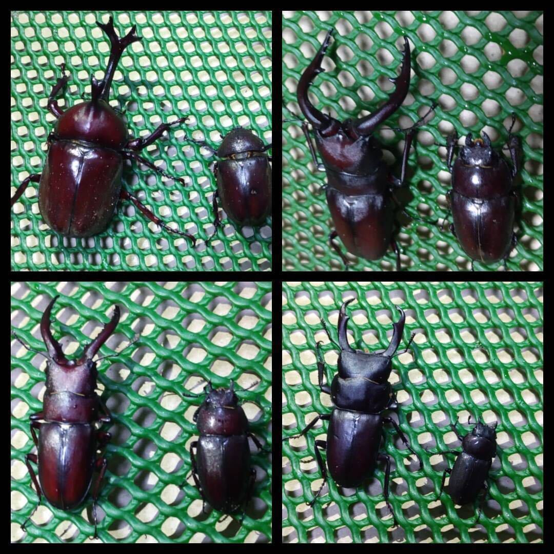 カブトムシ♂♀1ペア、ノコギリクワガ各1ペア（大中）コクワガタ1ペア計８匹_1