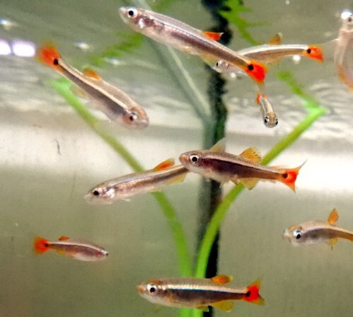 （熱帯魚）アカヒレ　5匹　生体　雌雄指定不可_1