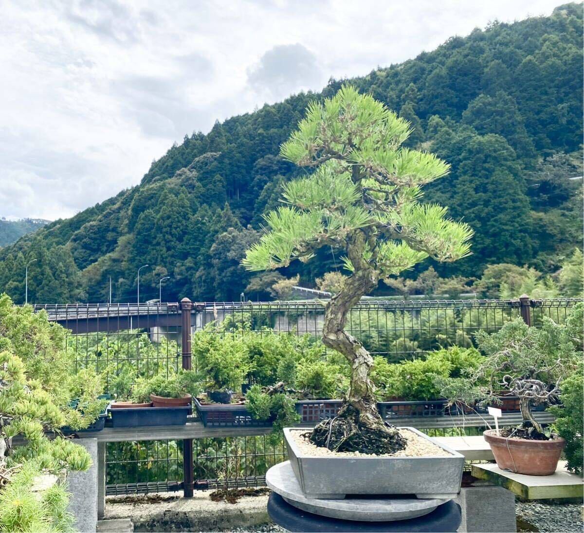 白木盆栽園 黒松 盆栽 樹高65センチ 黒松赤松五葉松真柏雑木趣味初心者 