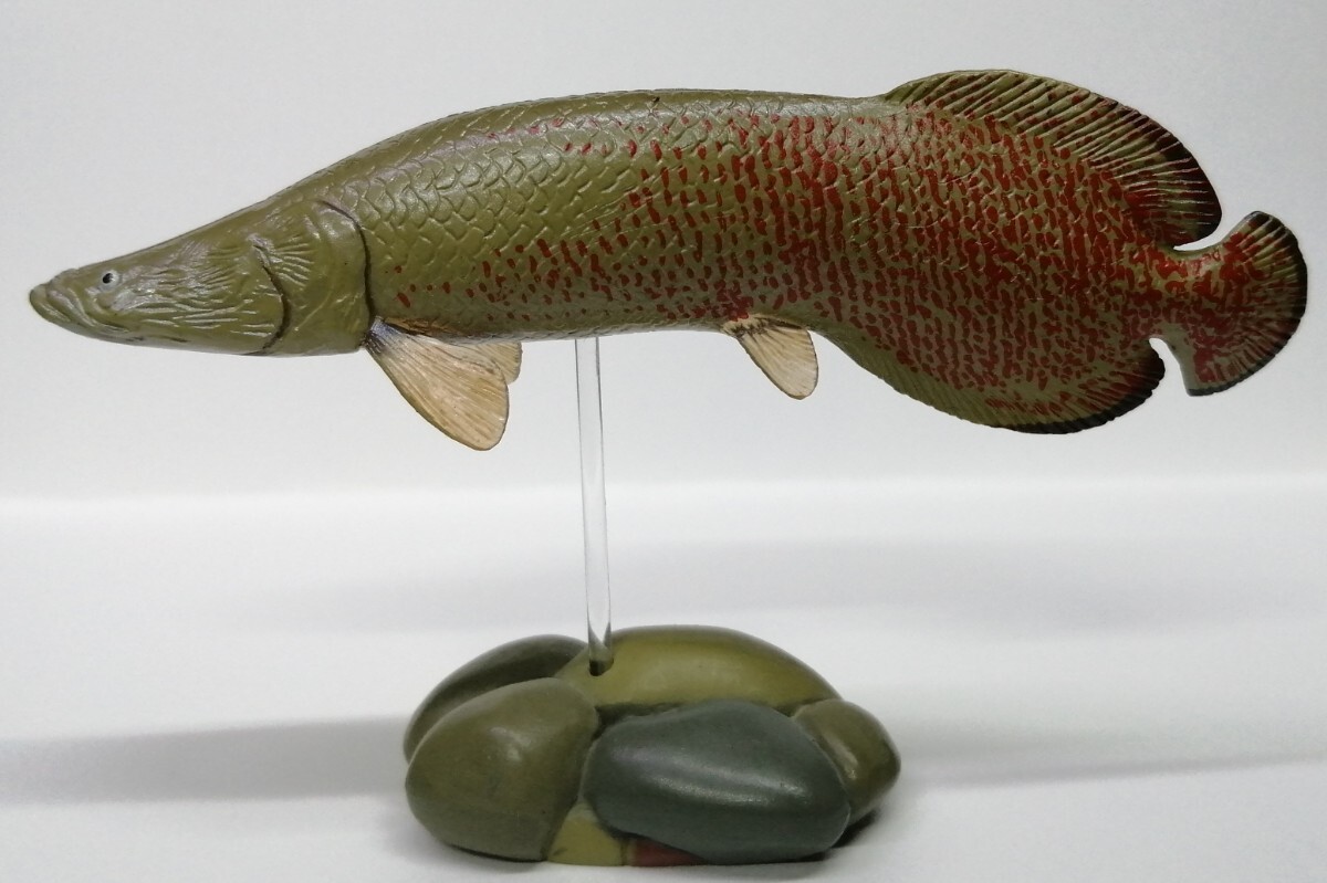 ピラルクー 熱帯魚 ピラルク 巨大魚 古代魚 PIRARUCU フィギュア 正規