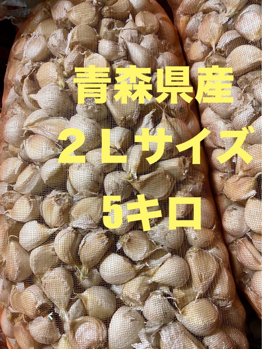 ニンニク 5kg 青森県産 福地ホワイト六片種 にんにく 2L 発芽
