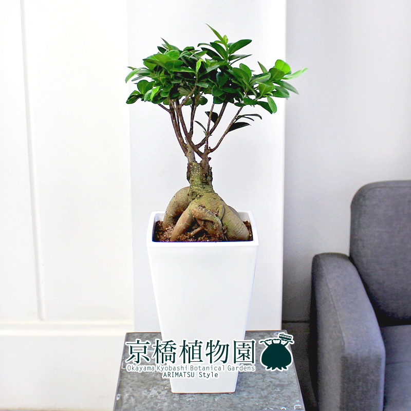 観葉植物 【現品】ガジュマル 8号 白鉢（3）Ficus microcarpa (F. retusa)