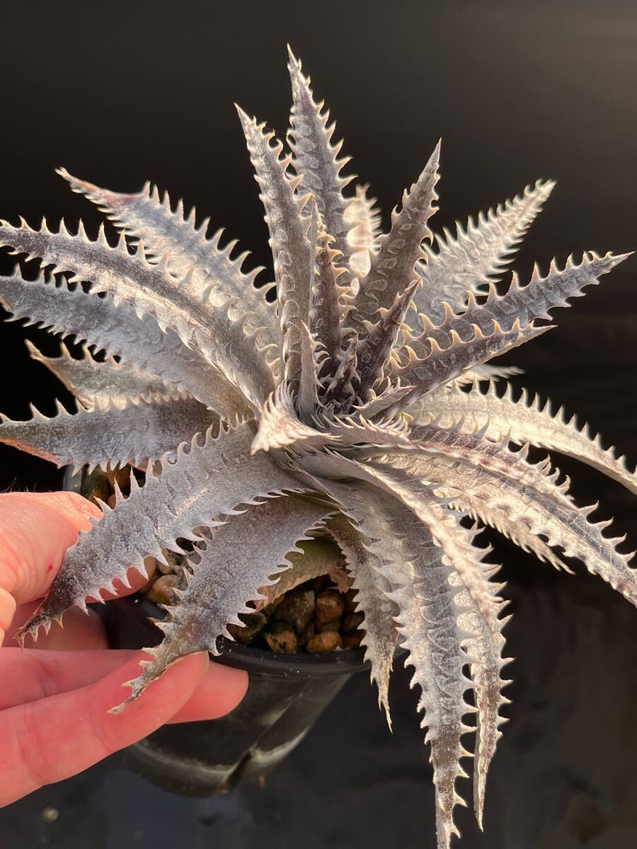 ディッキア Dyckia 'Star of Tarzana' code No, xxv11 from Hawaii