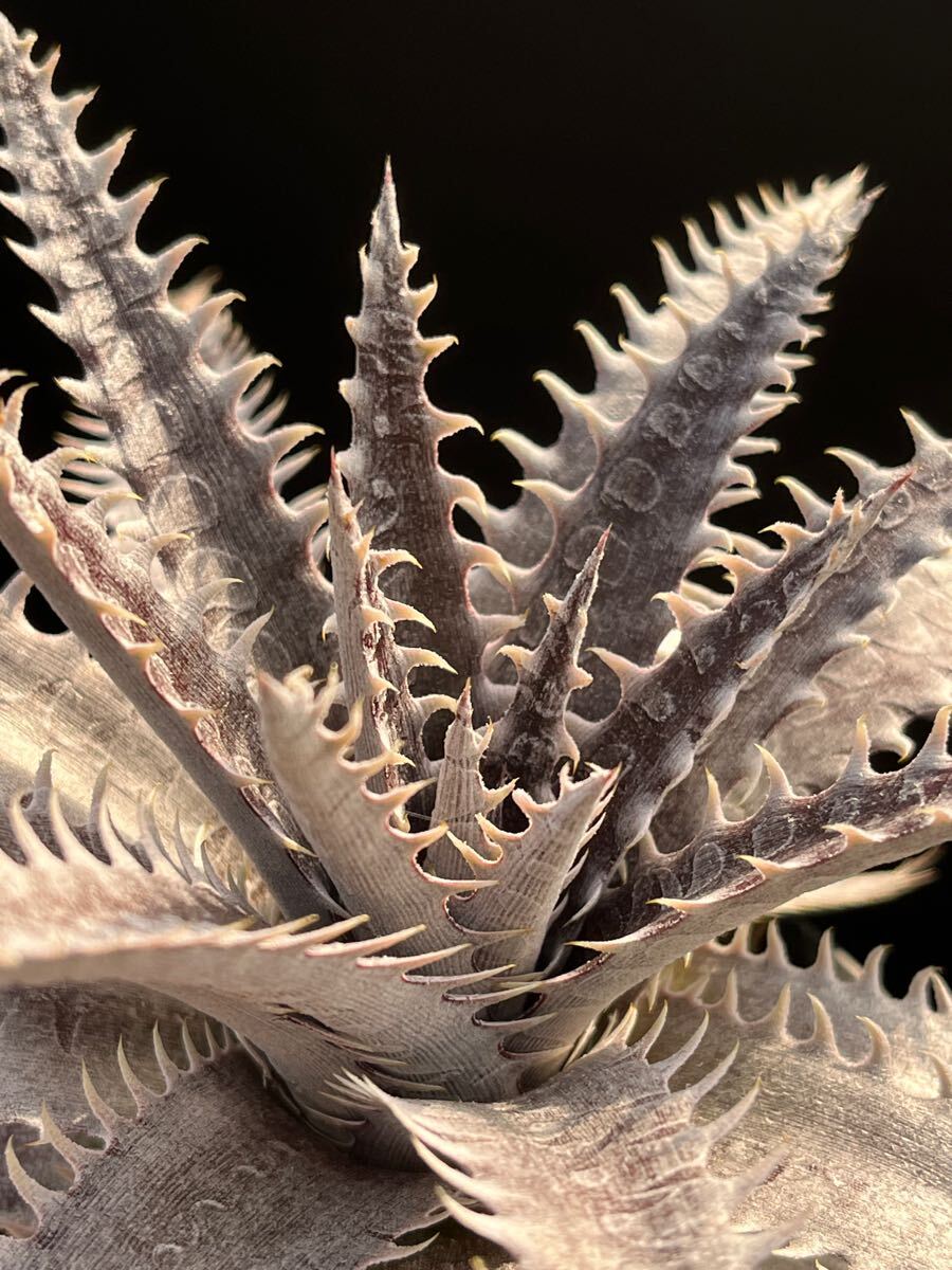 ディッキア Dyckia 'Star of Tarzana' code No, xxv11 from Hawaii
