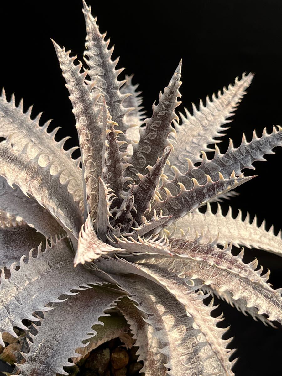 ディッキア Dyckia 'Star of Tarzana' code No, xxv11 from Hawaii