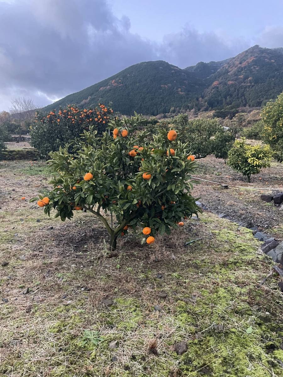 岐阜県産紅みかん10キロ（訳あり）_1