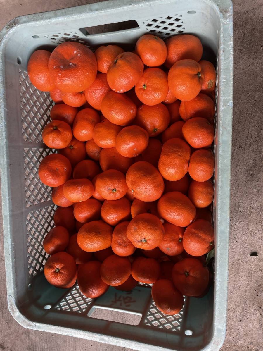 岐阜県産紅みかん10キロ（訳あり）_2