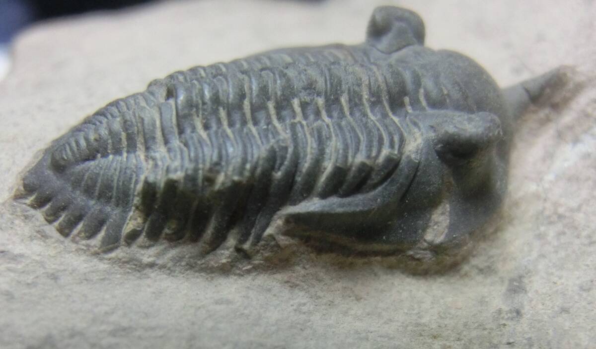 三葉虫化石レア Pseudocryphaeus sp. モロッコ産 デボン紀(化石)｜売買