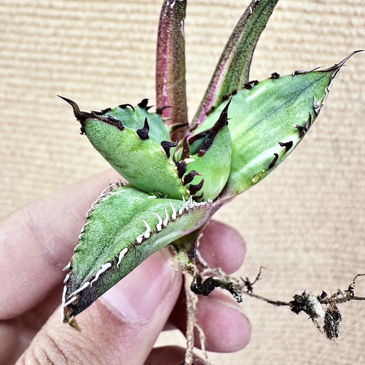 【Lj_plants】Q157 アガベ チタノタ 黑鯨錦 特殊錦 超希少錦 極上強棘 厚葉 短葉 極上美株 チタノタ アガベ 特殊錦 「白鯨錦」永久斑 0 極上美株