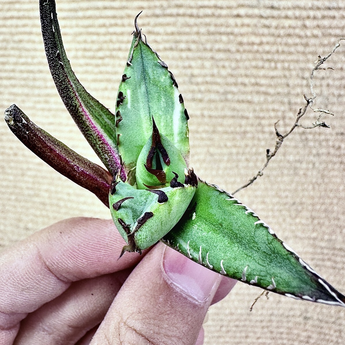 【Lj_plants】Q157 アガベ チタノタ 黑鯨錦 特殊錦 超希少錦 極上強棘 厚葉 短葉 極上美株 チタノタ アガベ 特殊錦 「白鯨錦」永久斑 0 極上美株