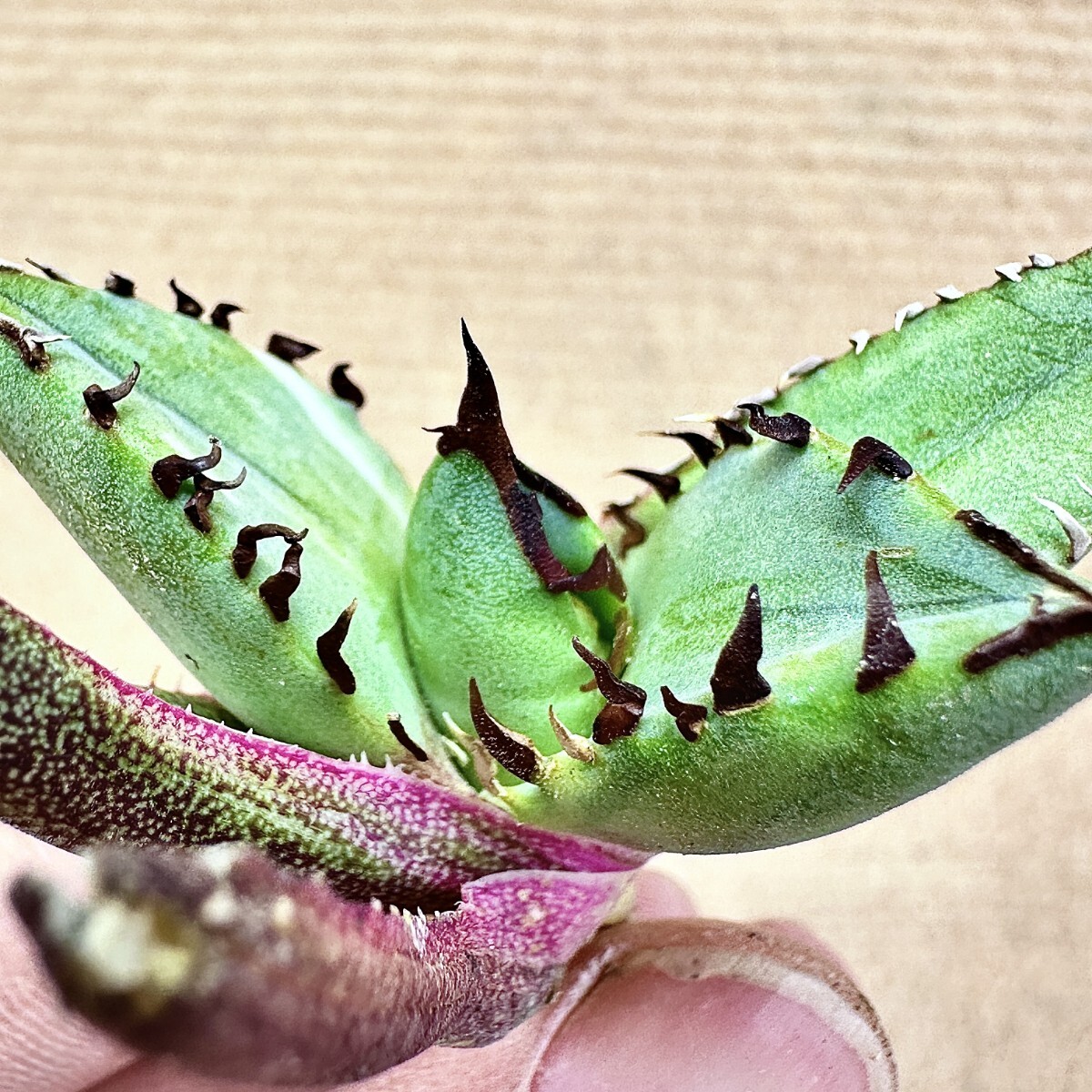 【Lj_plants】Q157 アガベ チタノタ 黑鯨錦 特殊錦 超希少錦 極上強棘 厚葉 短葉 極上美株 チタノタ アガベ 特殊錦 「白鯨錦」永久斑 0 極上美株