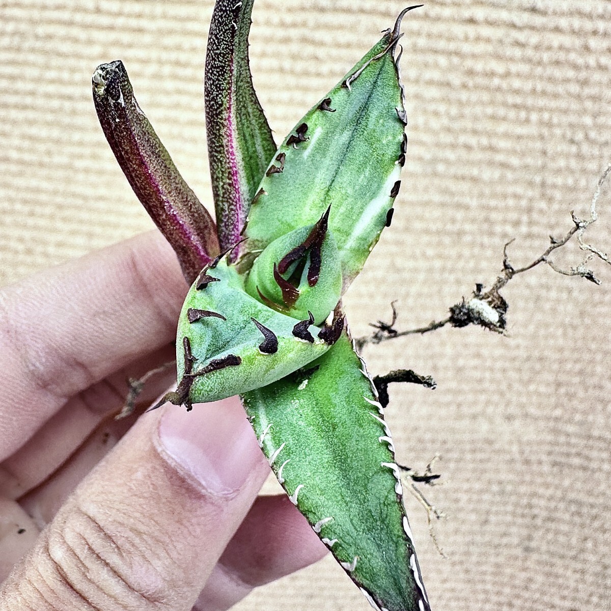 【Lj_plants】Q157 アガベ チタノタ 黑鯨錦 特殊錦 超希少錦 極上強棘 厚葉 短葉 極上美株 チタノタ アガベ 特殊錦 「白鯨錦」永久斑 0 極上美株