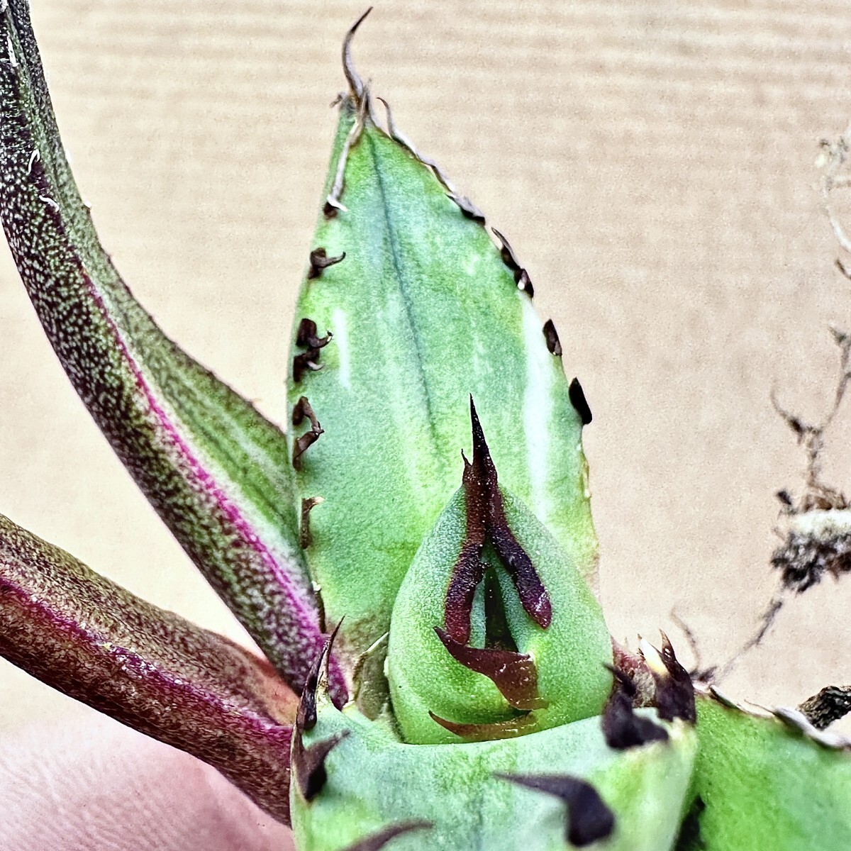 【Lj_plants】Q157 アガベ チタノタ 黑鯨錦 特殊錦 超希少錦 極上強棘 厚葉 短葉 極上美株 チタノタ アガベ 特殊錦 「白鯨錦」永久斑 0 極上美株