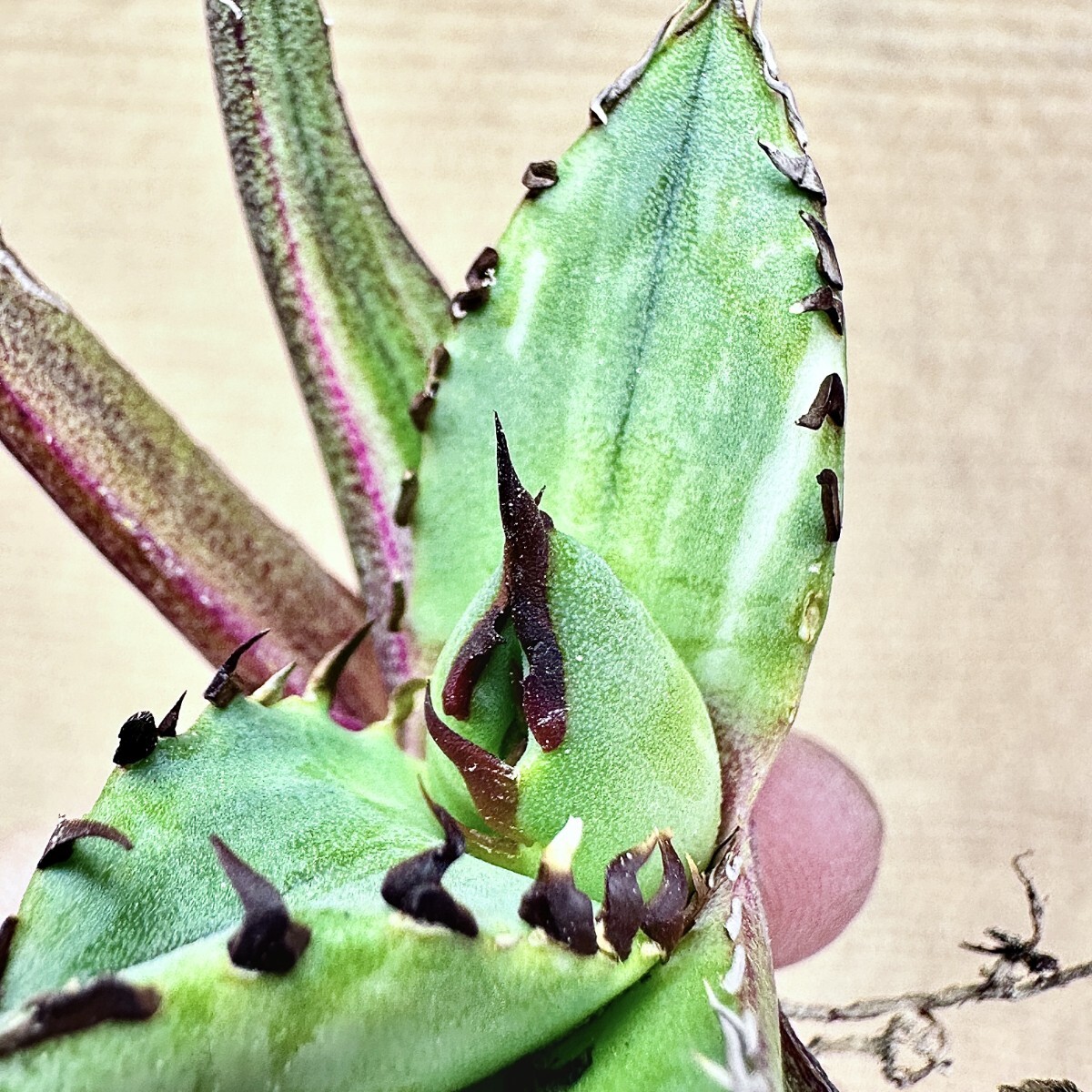 【Lj_plants】Q157 アガベ チタノタ 黑鯨錦 特殊錦 超希少錦 極上強棘 厚葉 短葉 極上美株 チタノタ アガベ 特殊錦 「白鯨錦」永久斑 0 極上美株