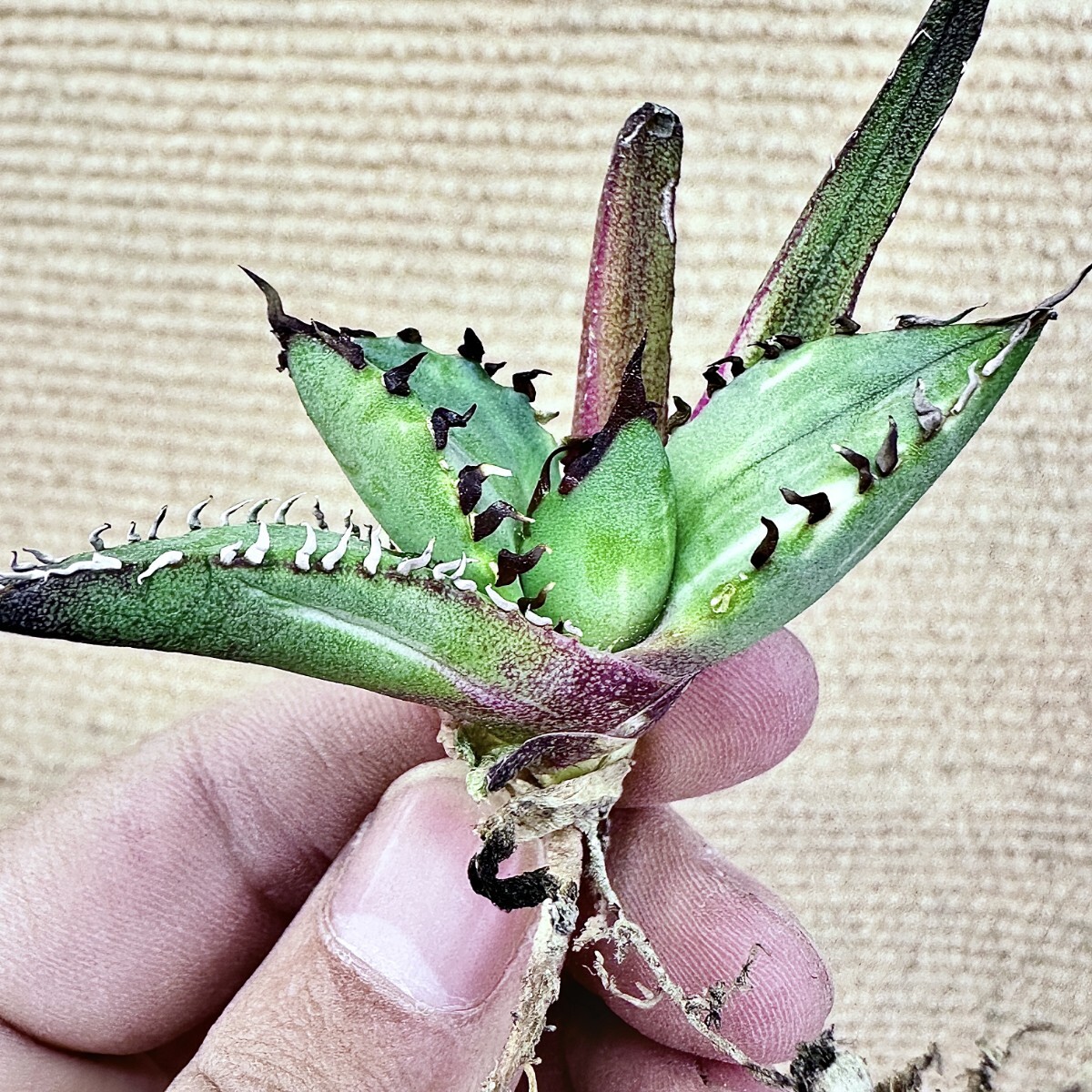 【Lj_plants】Q157 アガベ チタノタ 黑鯨錦 特殊錦 超希少錦 極上強棘 厚葉 短葉 極上美株 チタノタ アガベ 特殊錦 「白鯨錦」永久斑 0 極上美株