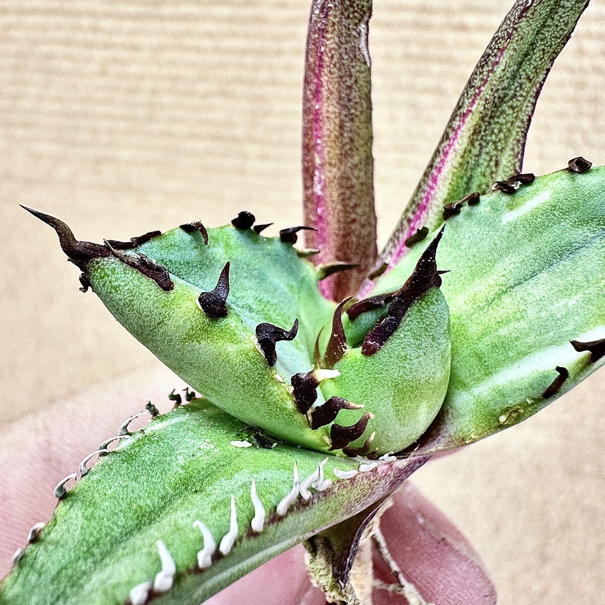 【Lj_plants】Q157 アガベ チタノタ 黑鯨錦 特殊錦 超希少錦 極上強棘 厚葉 短葉 極上美株 チタノタ アガベ 特殊錦 「白鯨錦」永久斑 0 極上美株