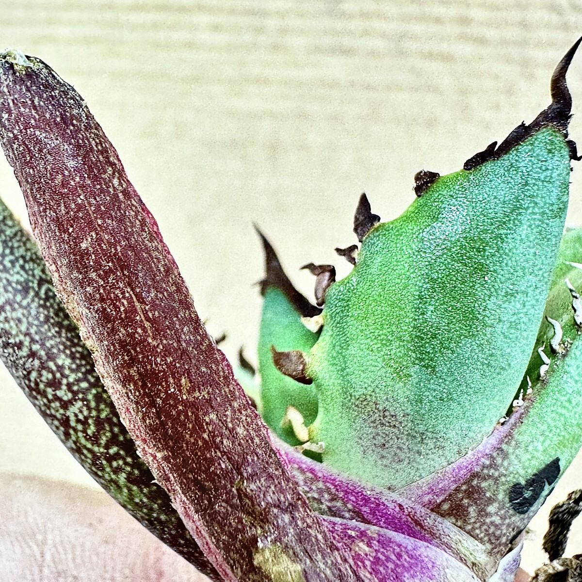 【Lj_plants】Q157 アガベ チタノタ 黑鯨錦 特殊錦 超希少錦 極上強棘 厚葉 短葉 極上美株 チタノタ アガベ 特殊錦 「白鯨錦」永久斑 0 極上美株