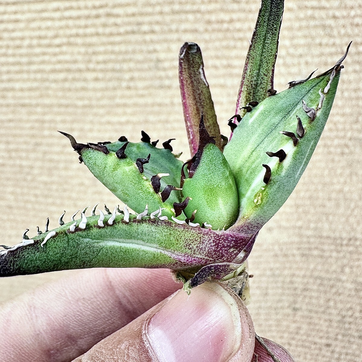 【Lj_plants】Q157 アガベ チタノタ 黑鯨錦 特殊錦 超希少錦 極上強棘 厚葉 短葉 極上美株 チタノタ アガベ 特殊錦 「白鯨錦」永久斑 0 極上美株
