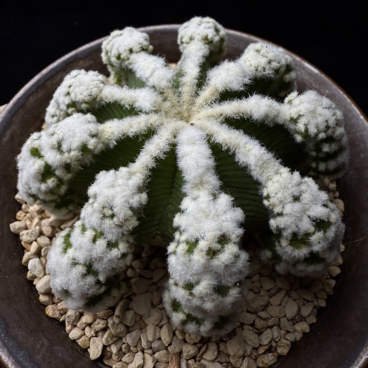 335Bサボテン 多肉植物 ヒントニー Aztekium hintonii 美株 【公式通販】