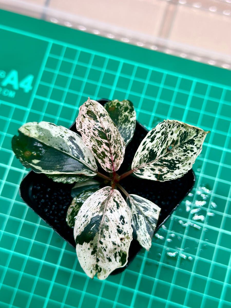Bucephalandra sp. Motleyana Variegata 水上葉 ブセファランドラsp