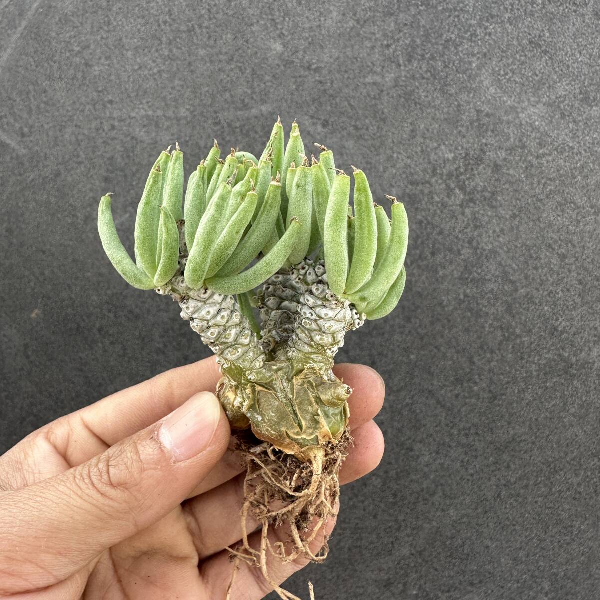 B44 特選 塊根植物 チレコドン ペアルソニー ベアルート株 冬型