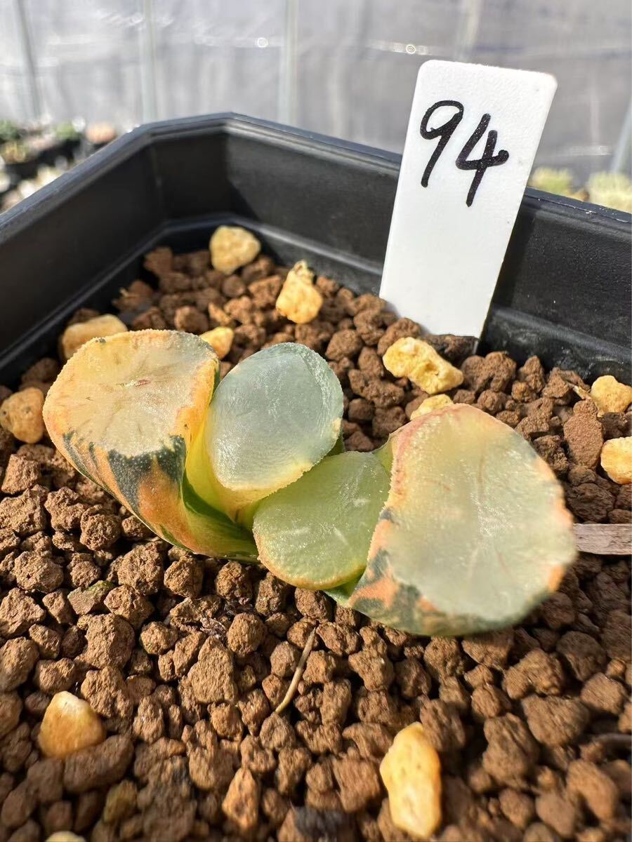 ねはんもページ 94 ハオルチア 多肉植物 ソルトレイク錦 自家繁殖