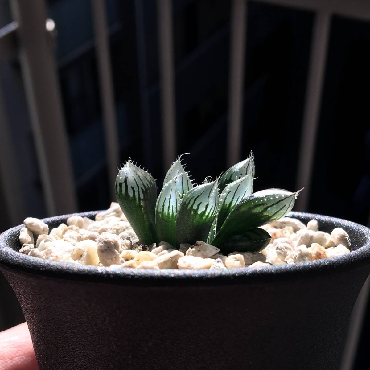 ご確認　多肉 ハオルチア フモサ FN Cross 多肉植物 #22C197_4