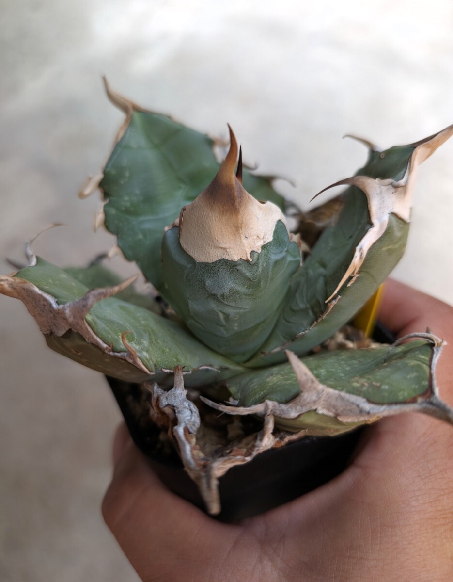 アガベ チタノタ オアハカ Agave titanota Oaxaca 14 アガベ チタノタ