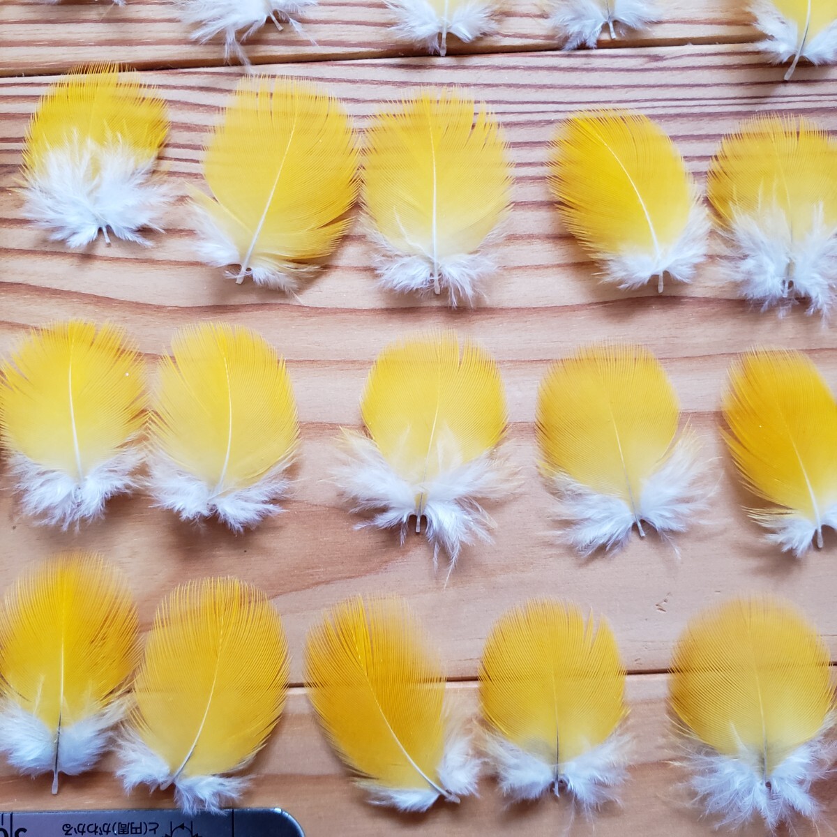 ブルーマコウ　イエロー　フェザー　羽根　フライ　素材_2