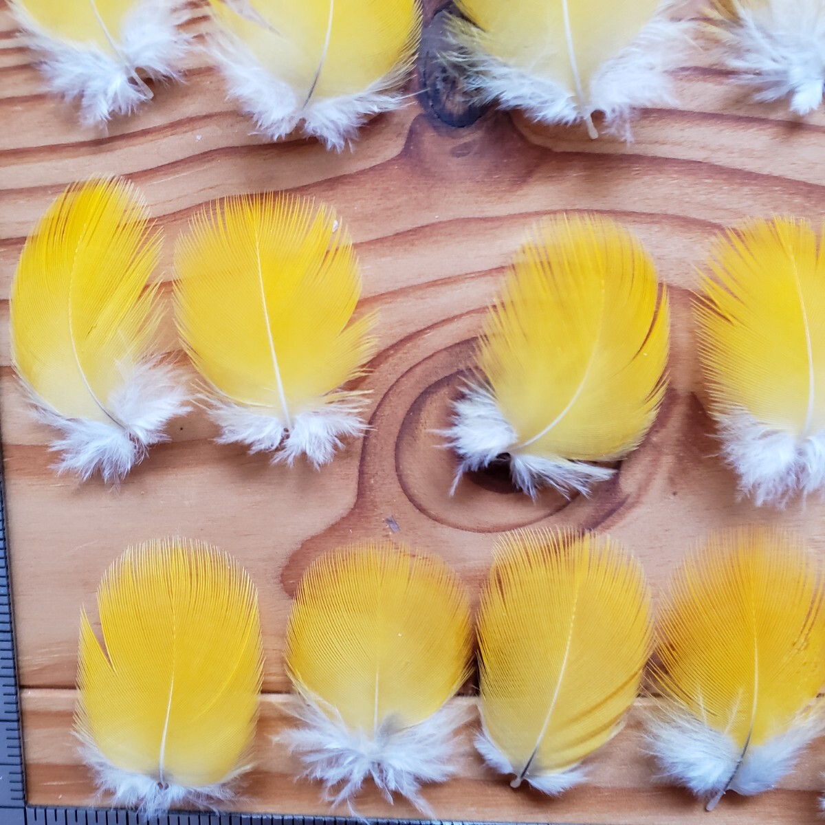 ブルーマコウ　イエロー　フェザー　羽根　フライ　素材_3