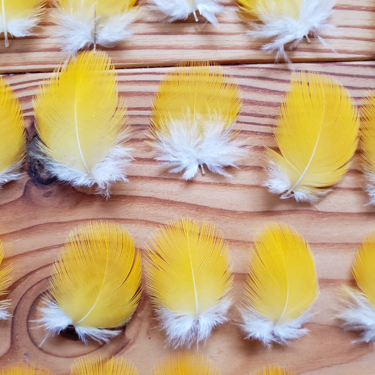 ブルーマコウ　イエロー　フェザー　羽根　フライ　素材_4