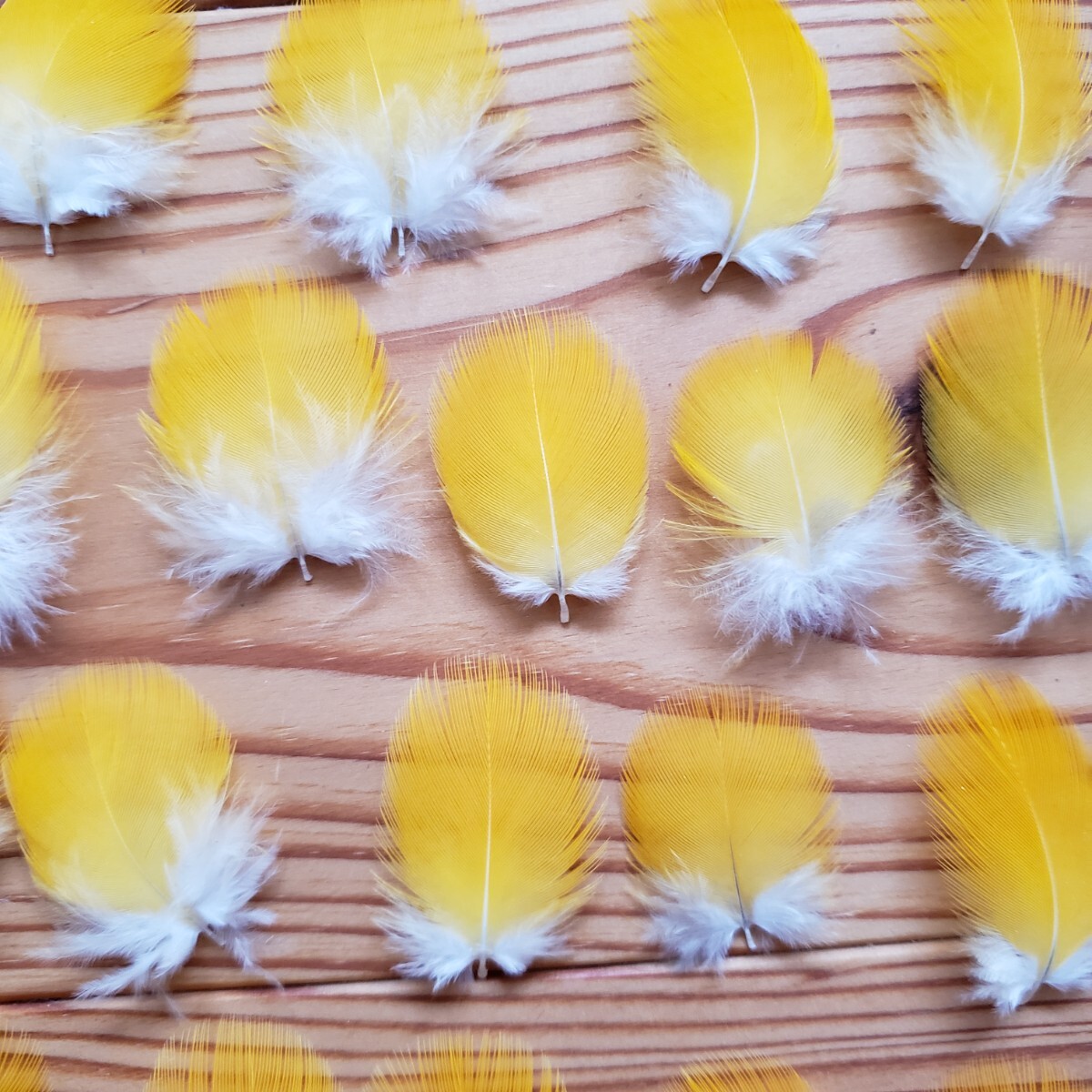 ブルーマコウ　イエロー　フェザー　羽根　フライ　素材_7