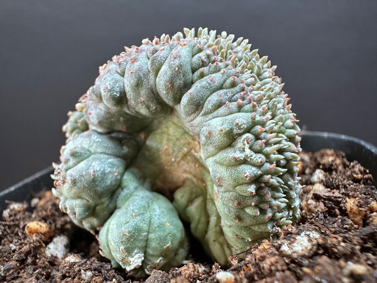 No.864 特選 Euphorbia obesa 綴化 ユーフォルビア オベサ 厳選株 実生