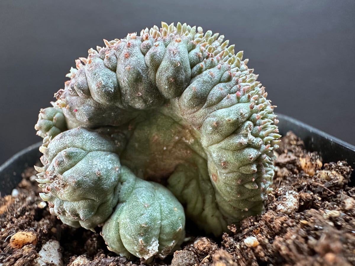 超巨大 ユーフォルビア オベサ 扇綴化 希少 Euphorbia obesa No.864 特選 Euphorbia obesa 綴化 ユーフォルビア オベサ 厳選株 実生