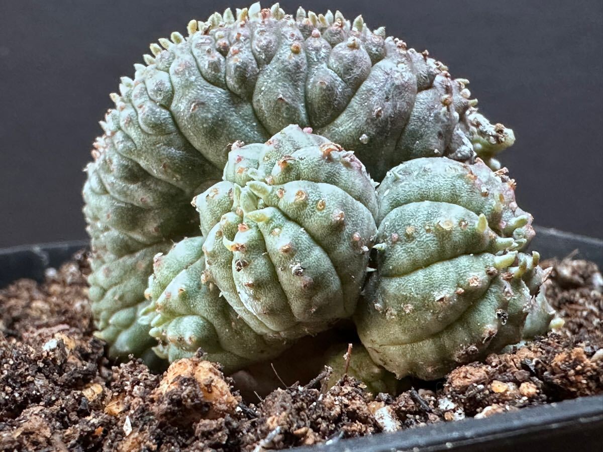 No.864 特選 Euphorbia obesa 綴化 ユーフォルビア オベサ 厳選株 実生