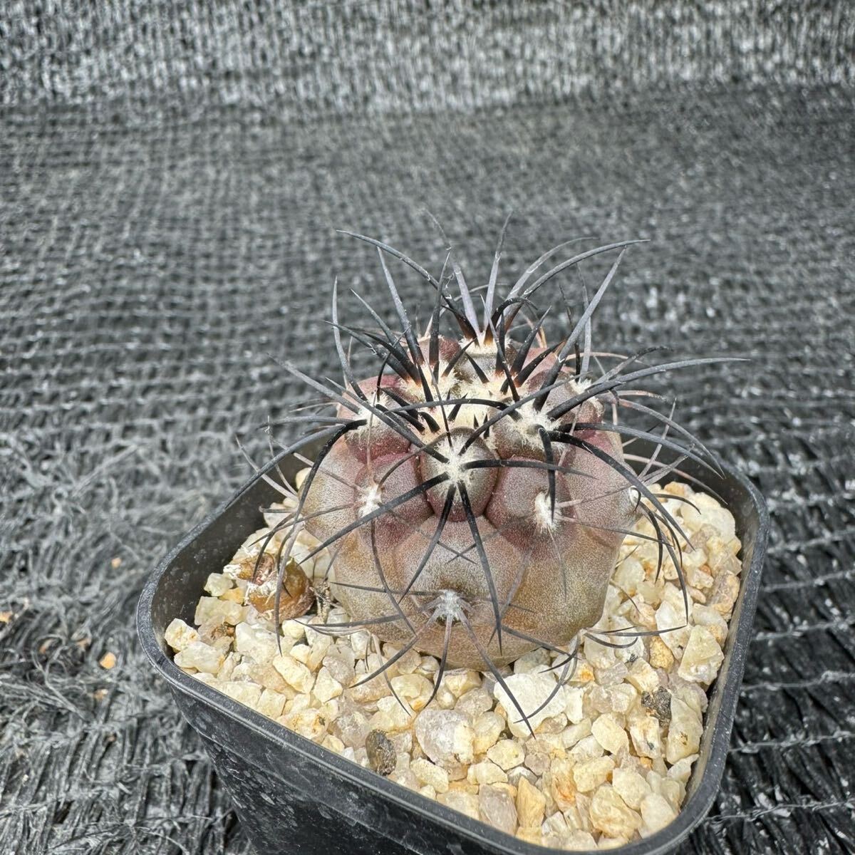 グリセオビオラセア2本 実生Copiapoa griseoviolacea グリセオ