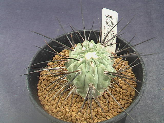 2025，HOT 奈研 サボテン 多肉 323 コピアポア 黒士冠 カキ仔 Copiapoa cinerea v.dealbata 約W3.3cm(サボテン)｜売買されたオークション情報、yahooの商品情報をアーカイブ公開 - オークファン サボテン