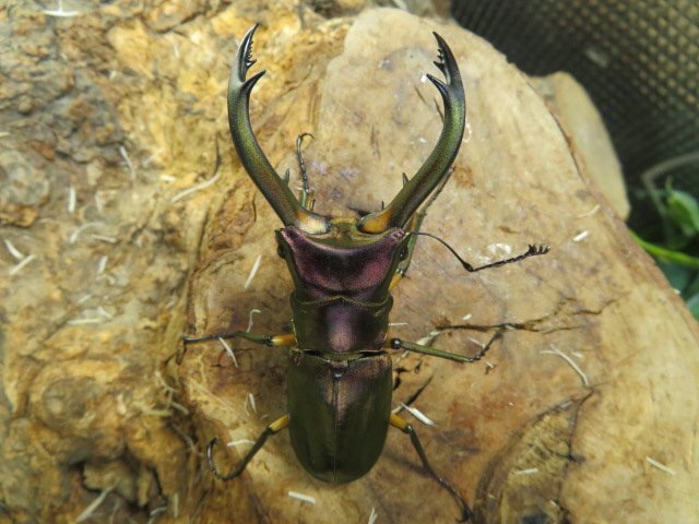 オス単品・NO15 エラフスホソアカクワガタ ♂69ミリ・WD・成虫・昆虫