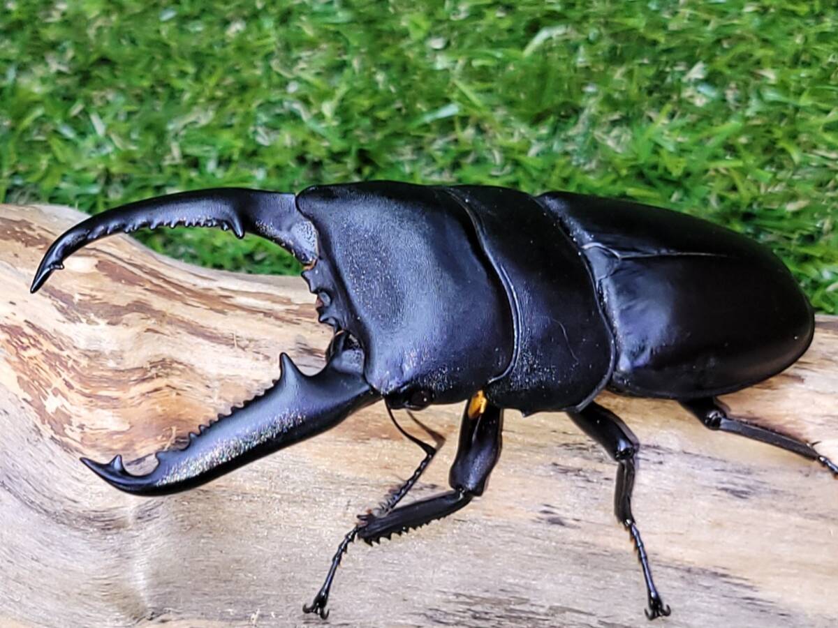 【きむら】パラワンオオヒラタクワガタの新成虫ペア①