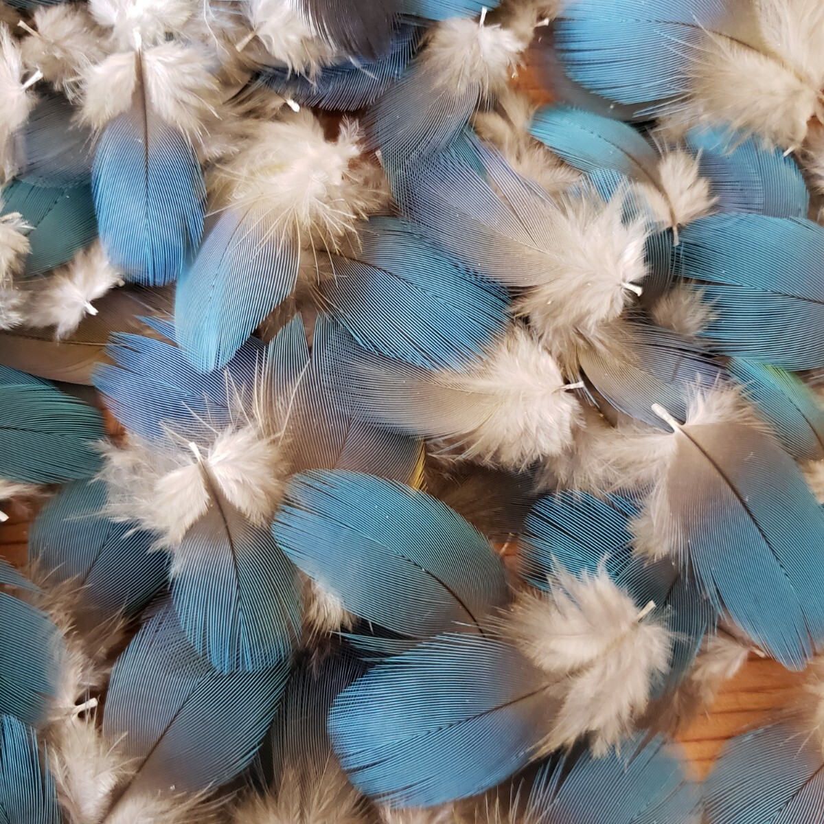 ブルーマコウ　フェザー　②　羽根　フライ　素材_2