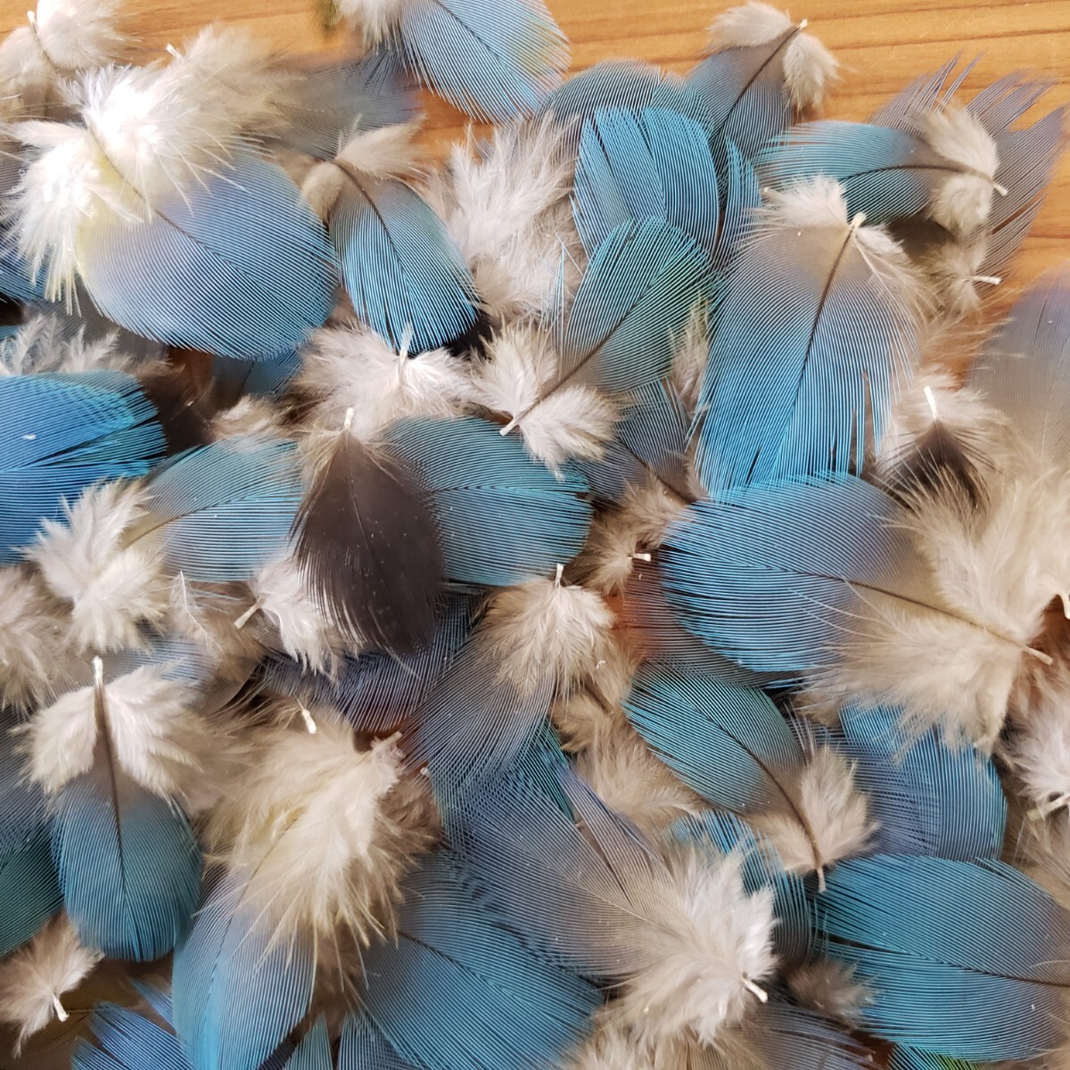 ブルーマコウ　フェザー　②　羽根　フライ　素材_3