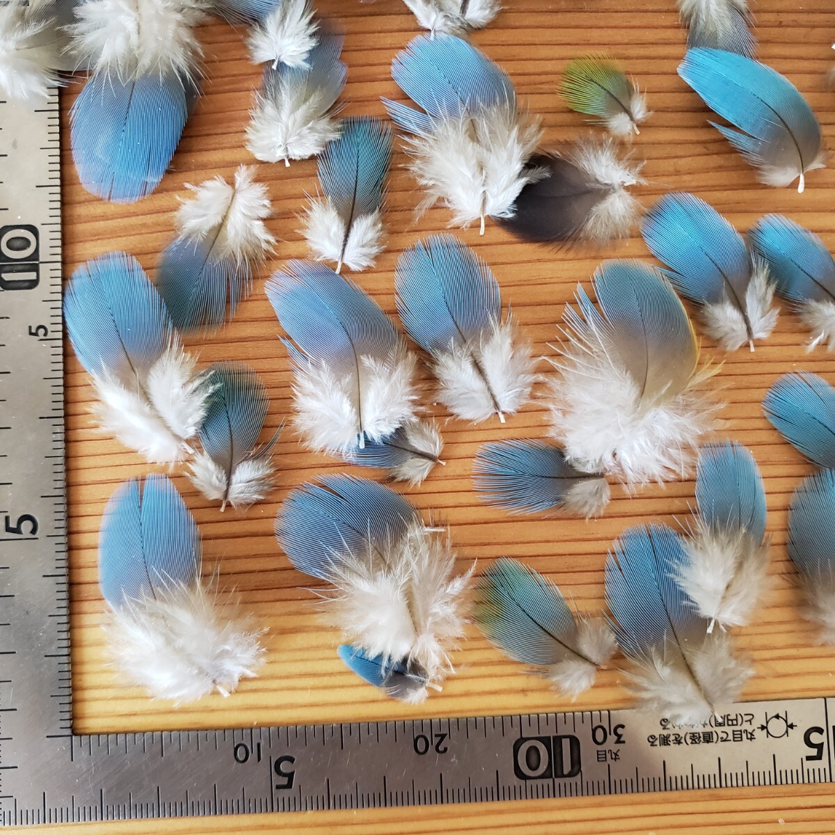 ブルーマコウ　フェザー　②　羽根　フライ　素材_5
