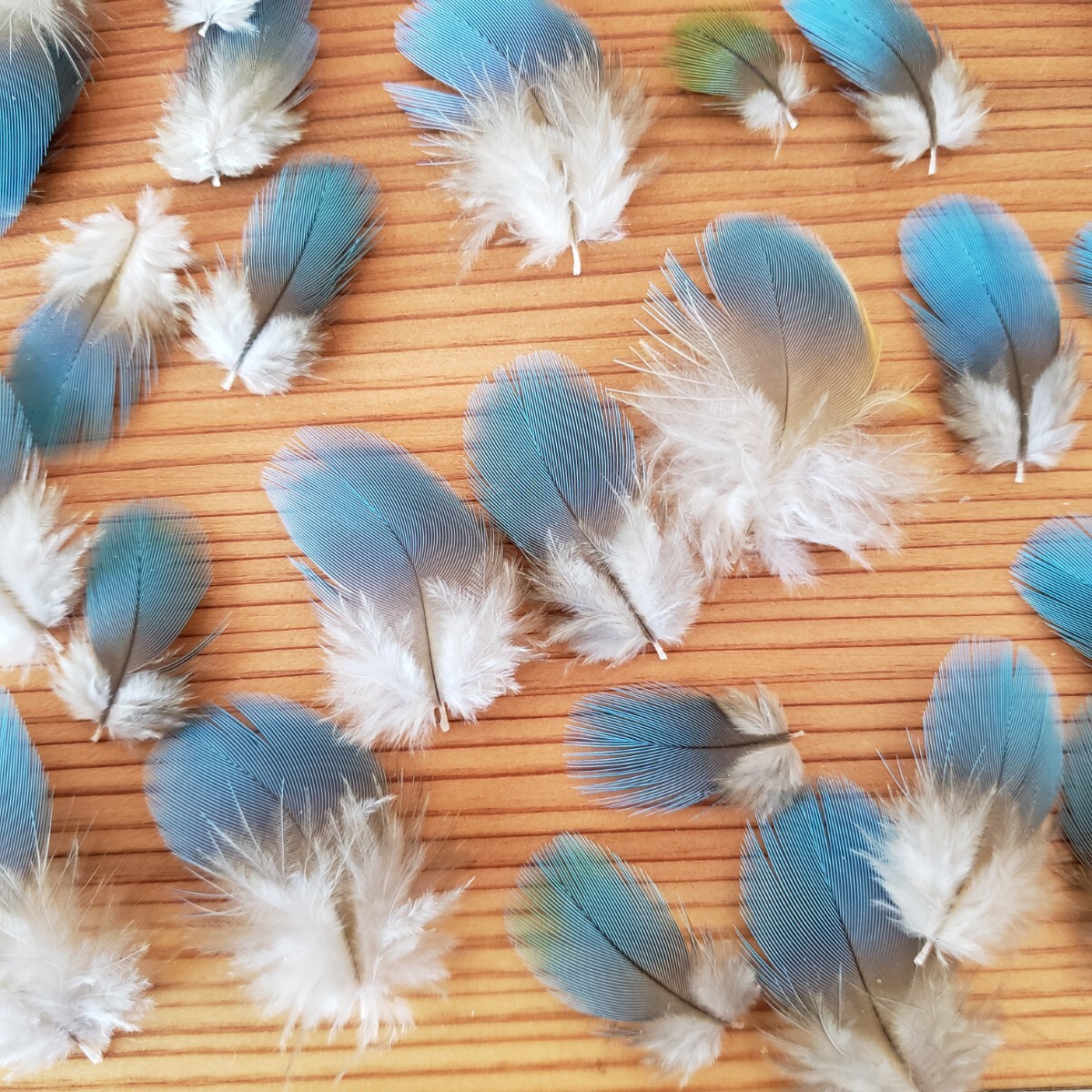 ブルーマコウ　フェザー　②　羽根　フライ　素材_6