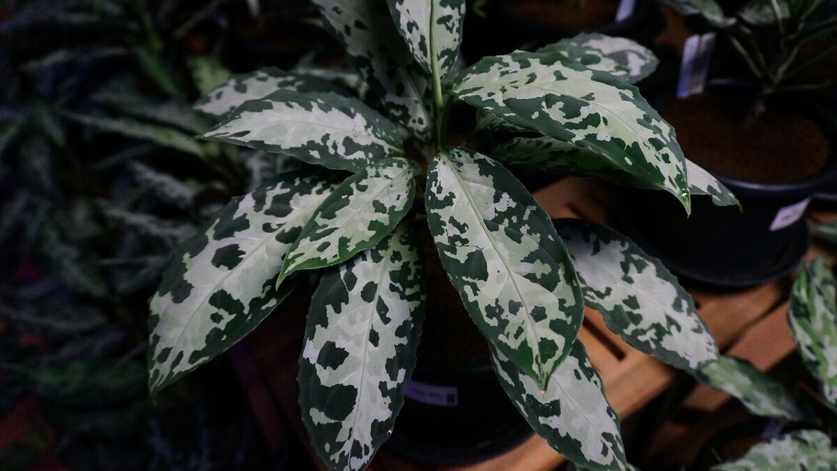 アグラオネマ ピクタム トリカラー　芭流覇羅 ティガリンガ IDY1018-5c　増殖株 　Aglaonema pictum_1