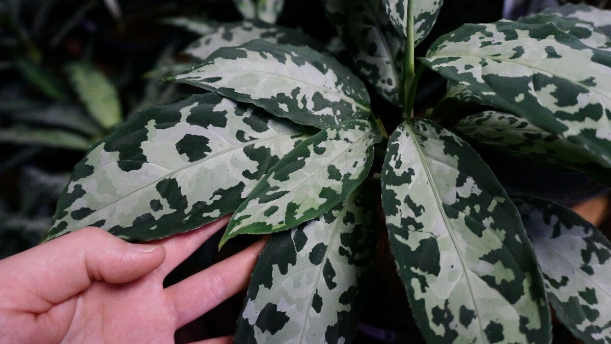 アグラオネマ ピクタム トリカラー　芭流覇羅 ティガリンガ IDY1018-5c　増殖株 　Aglaonema pictum_2